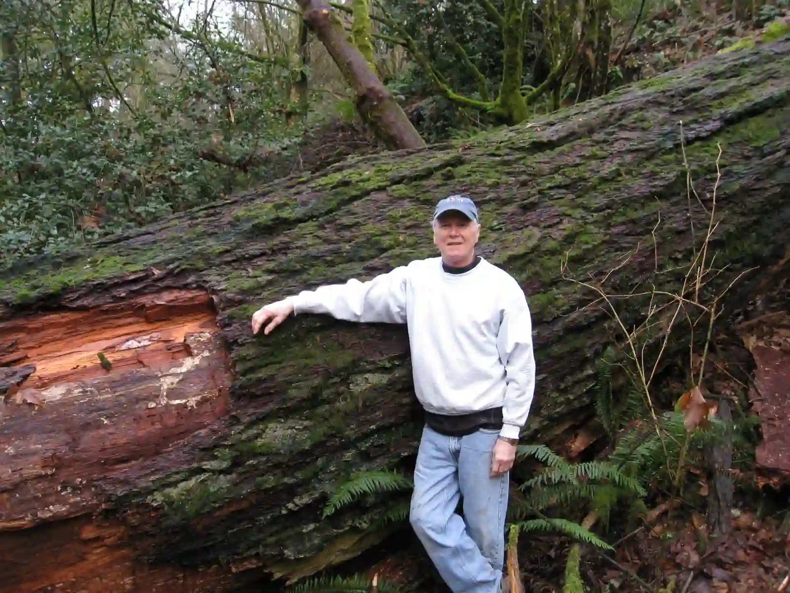 Bill standing before the fallen Old Tree — the trunk towers a full body-height above him